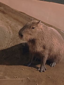 マクセル アクアパーク品川に投稿された画像（2021/6/5）