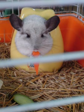 しろとり動物園に投稿された画像（2021/6/5）