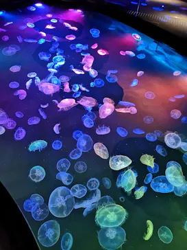 すみだ水族館に投稿された画像（2021/6/5）