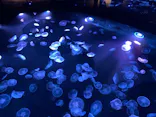 すみだ水族館に投稿された画像（2021/6/5）