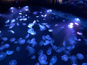 すみだ水族館に投稿された画像（2021/6/5）