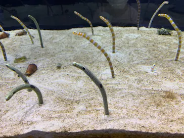 すみだ水族館に投稿された画像（2021/6/5）