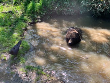 サホロリゾート　ベア･マウンテンに投稿された画像（2021/6/5）