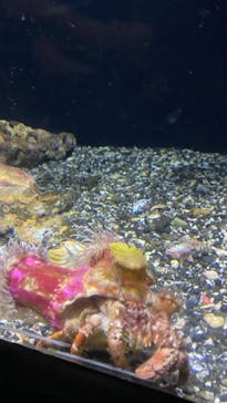 京急油壺マリンパークに投稿された画像（2021/6/5）