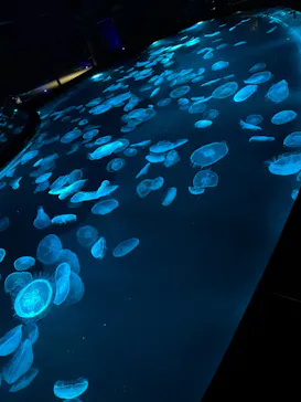 すみだ水族館に投稿された画像（2021/6/5）