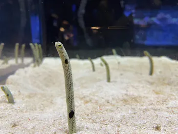 すみだ水族館に投稿された画像（2021/6/5）