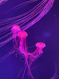 すみだ水族館に投稿された画像（2021/6/5）
