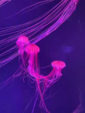 すみだ水族館に投稿された画像（2021/6/5）