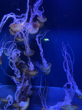 すみだ水族館に投稿された画像（2021/6/5）