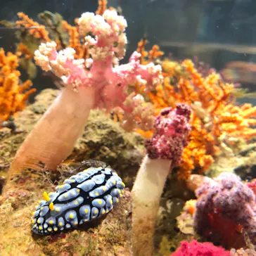 横浜・八景島シーパラダイスに投稿された画像（2021/6/5）