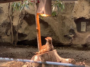 那須どうぶつ王国に投稿された画像（2021/6/5）