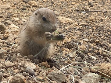 那須どうぶつ王国に投稿された画像（2021/6/5）