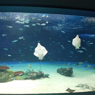サンシャイン水族館に投稿された画像（2021/6/5）