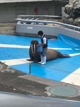 大分マリーンパレス水族館 「うみたまご」に投稿された画像（2021/6/5）