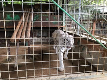 しろとり動物園に投稿された画像（2021/6/5）