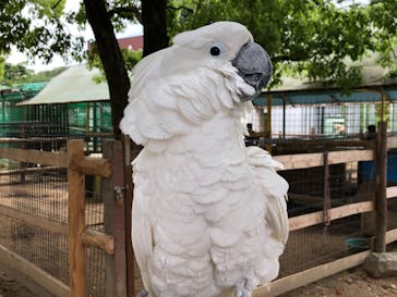 しろとり動物園に投稿された画像（2021/6/5）