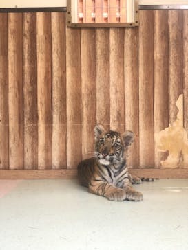 しろとり動物園に投稿された画像（2021/6/5）