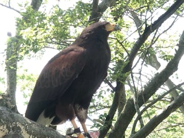 しろとり動物園に投稿された画像（2021/6/5）
