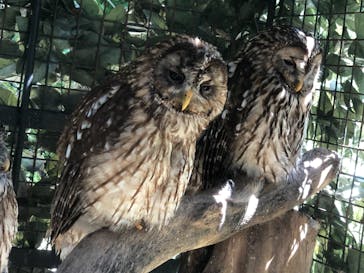 しろとり動物園に投稿された画像（2021/6/5）