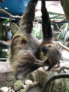 那須どうぶつ王国に投稿された画像（2021/6/5）