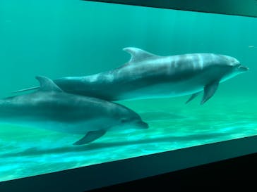 しながわ水族館に投稿された画像（2021/6/6）