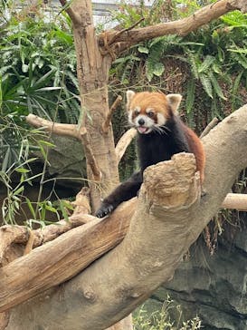 神戸どうぶつ王国に投稿された画像（2021/6/6）