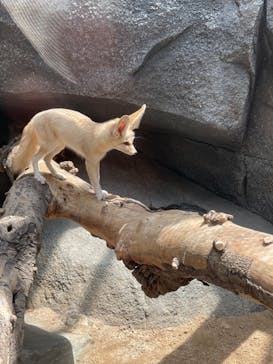 神戸どうぶつ王国に投稿された画像（2021/6/6）