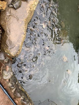 体感型動物園iZooに投稿された画像（2021/6/6）