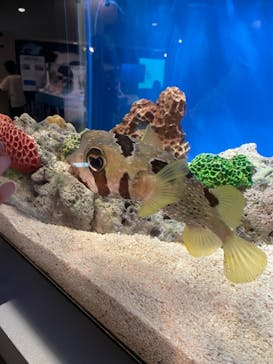 しながわ水族館に投稿された画像（2021/6/6）