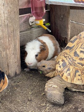 秋吉台自然動物公園 サファリランドに投稿された画像（2021/6/6）