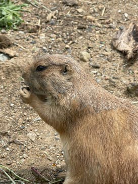 秋吉台自然動物公園 サファリランドに投稿された画像（2021/6/6）
