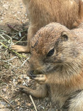 秋吉台自然動物公園 サファリランドに投稿された画像（2021/6/6）