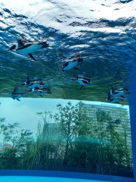 サンシャイン水族館に投稿された画像（2021/6/6）