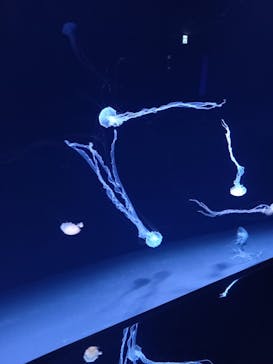 サンシャイン水族館に投稿された画像（2021/6/6）