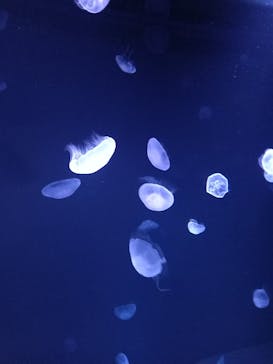 サンシャイン水族館に投稿された画像（2021/6/6）