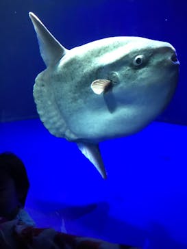 サンシャイン水族館に投稿された画像（2021/6/6）