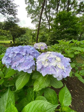 江戸東京たてもの園に投稿された画像（2021/6/6）