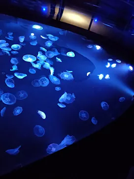 すみだ水族館に投稿された画像（2021/6/6）
