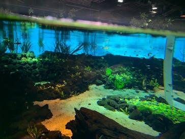 カワスイ 川崎⽔族館に投稿された画像（2021/6/6）