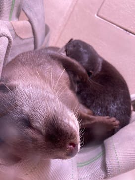 マクセル アクアパーク品川に投稿された画像（2021/6/6）