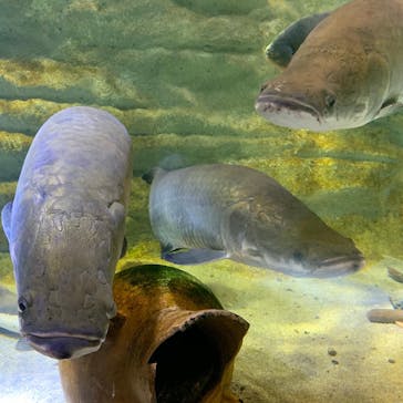 カワスイ 川崎⽔族館に投稿された画像（2021/6/6）