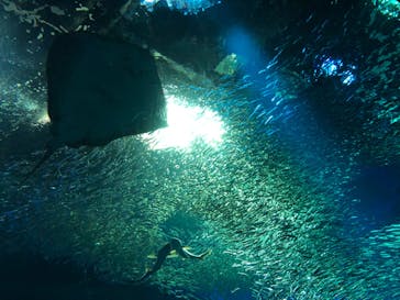 アクアワールド茨城県大洗水族館に投稿された画像（2021/6/6）