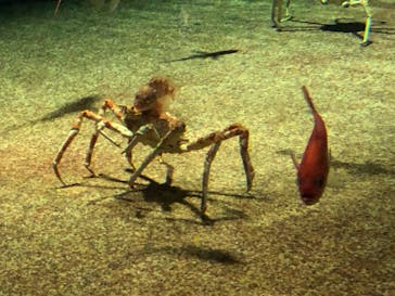 アクアワールド茨城県大洗水族館に投稿された画像（2021/6/6）