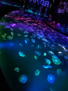 すみだ水族館に投稿された画像（2021/6/6）