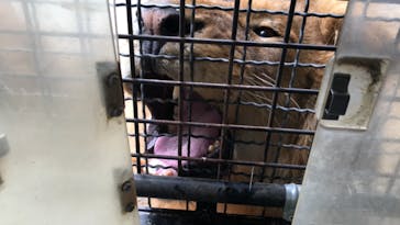 群馬サファリパークに投稿された画像（2021/6/6）