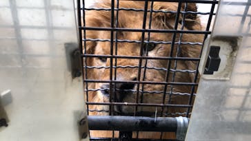 群馬サファリパークに投稿された画像（2021/6/6）