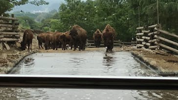 群馬サファリパークに投稿された画像（2021/6/6）