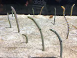 すみだ水族館に投稿された画像（2021/6/6）