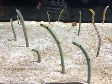 すみだ水族館に投稿された画像（2021/6/6）