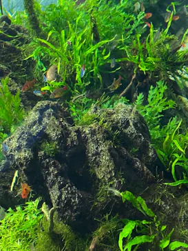 すみだ水族館に投稿された画像（2021/6/6）